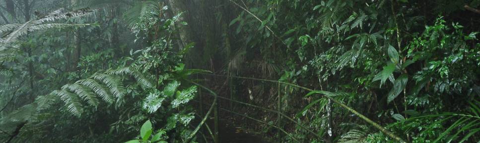 Trilha em meio à vegetação densa na parte baixa do Parque Nacional da Serra dos Órgãos, no Rio de Janeiro, portaria de Teresópolis